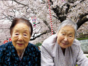 画像_お花見